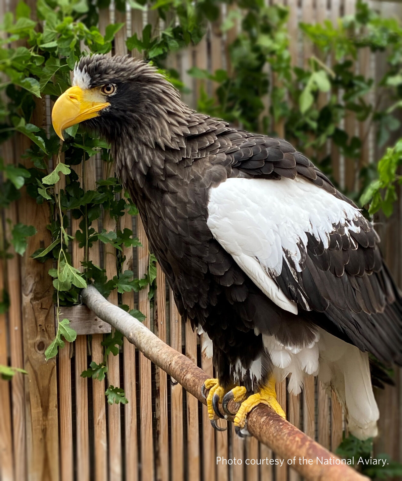 Stellers Sea Eagle.JPG